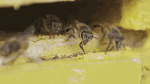 a group of bees are looking out of a yellow box