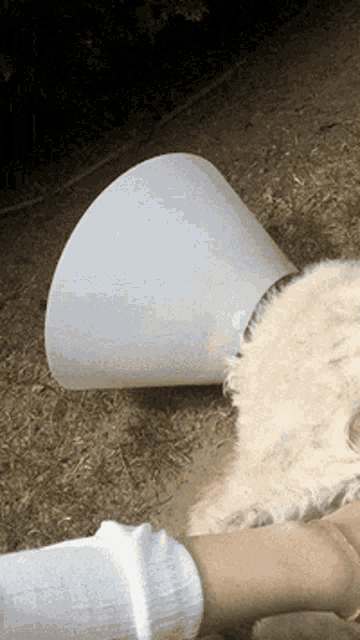 a white cone is laying on the ground next to a cat