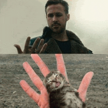 a man is holding a small kitten in his hand .