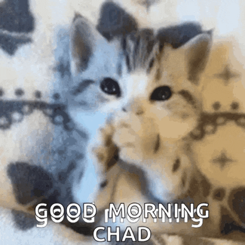 two kittens are sitting next to each other and the words good morning chad are on the bottom