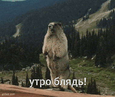 Бобер в горах орет