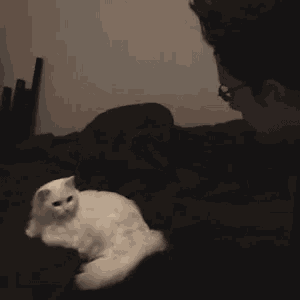 a man playing with a white cat on a couch .