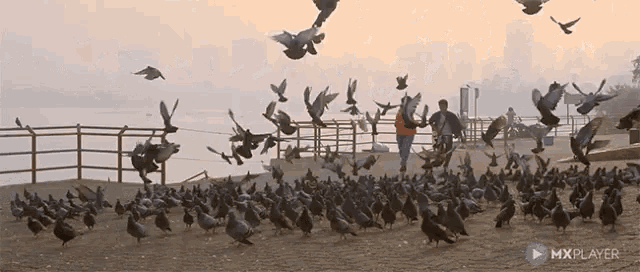 Pigeons Flying GIF - Pigeons Flying Park GIFs