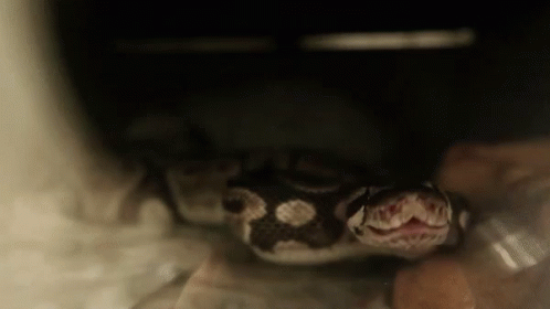 Snake Yawn GIF - Snake Yawn Tired GIFs