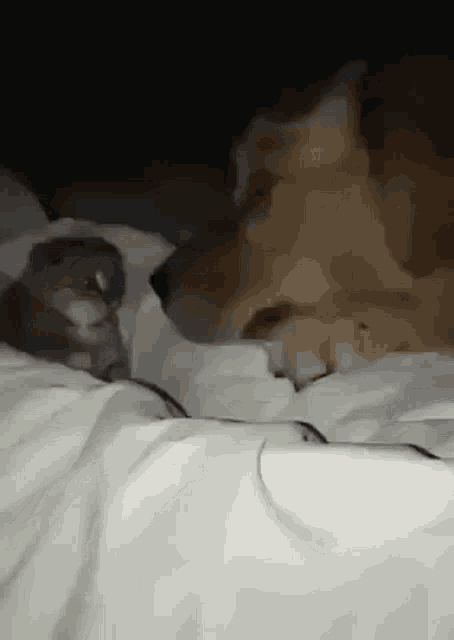 a dog and a cat are laying on a bed together .
