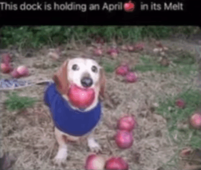 This Dock Is Holidng An April In His Melt GIF - This Dock Is Holidng An April In His Melt GIFs