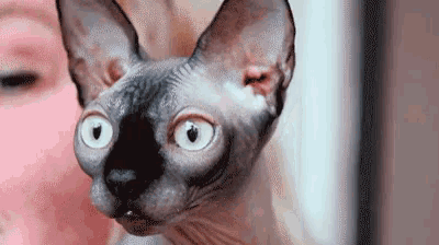 a woman is holding a hairless cat in her hands .