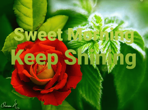 Sweet Morning Keep Shining GIF - Sweet Morning Keep Shining Rose GIFs