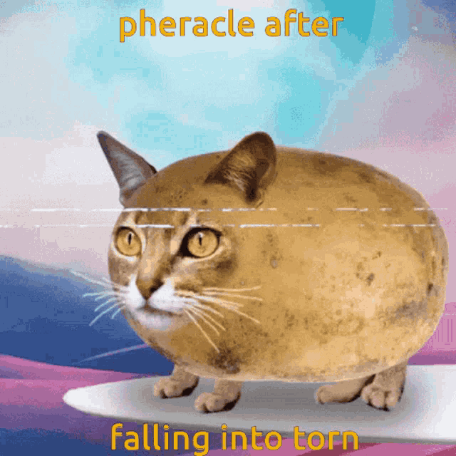 Pheracle Cat GIF - Pheracle Cat Surf GIFs