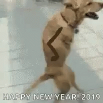 Happy New Year2019 Dog GIF - Happy New Year2019 Dog Funny Dog GIFs