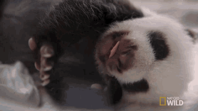 Yawn Pampered Pandas GIF - Yawn Pampered Pandas Sleeping GIFs
