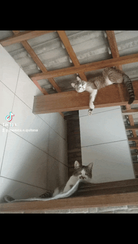 two cats laying on a wooden shelf under a roof with tiktok written on the bottom right