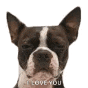 a close up of a dog 's face with the words `` i love you '' written on it .