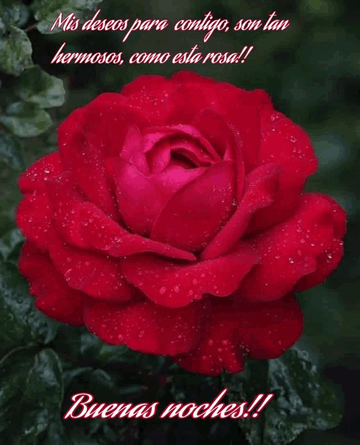 a red rose with the words mis deseos para contigo son tan hermosos