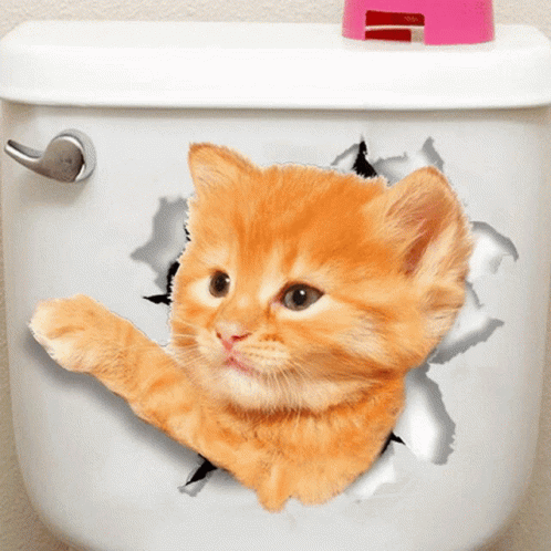 Cat Kitty GIF - Cat Kitty Stickers GIFs