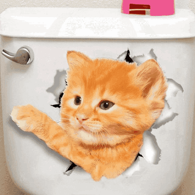 an orange kitten is sticking its head out of a hole in a toilet tank