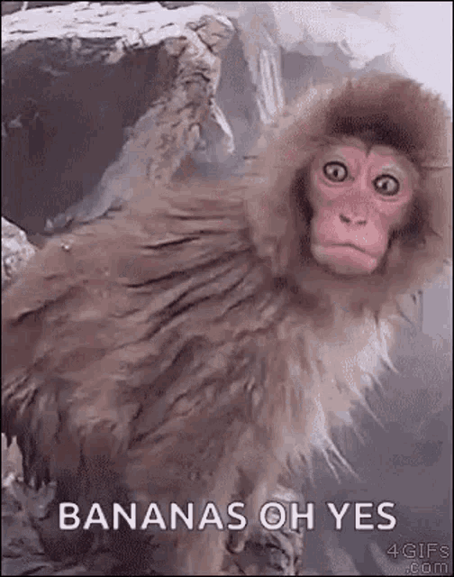 Monkey Shocked GIF