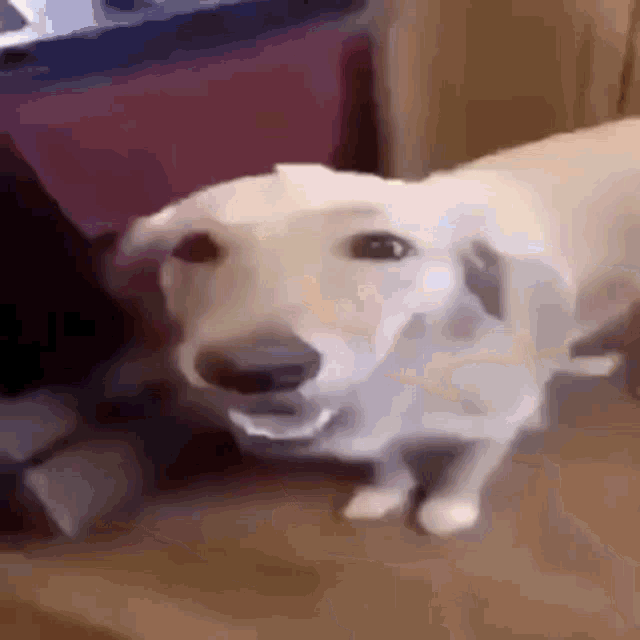 Butter Dog Dog GIF - Butter Dog Dog Butter GIFs