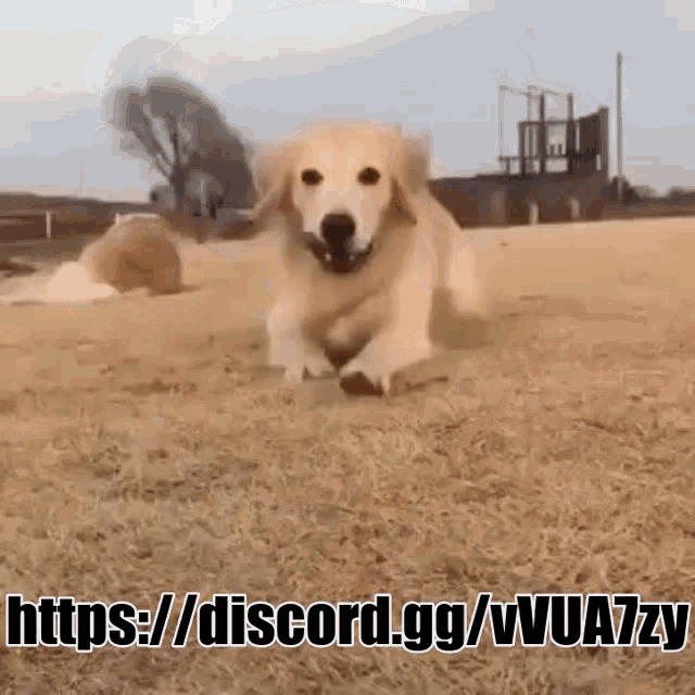 Cute Dog GIF - Cute Dog Doggo GIFs