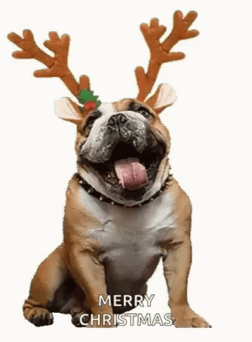 Merry Christmas Happy GIF - Merry Christmas Happy Dog GIFs