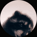 a close up of a raccoon in a circle looking at the camera