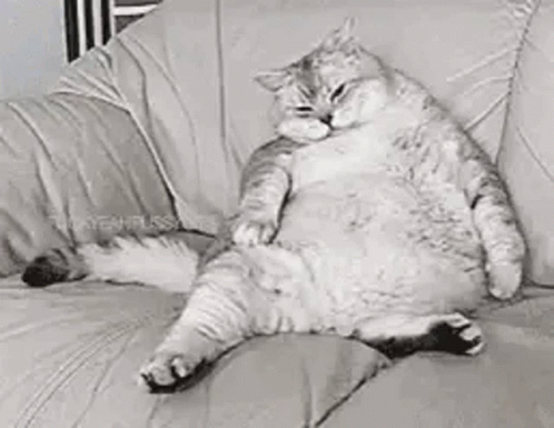 Tired Kitty GIF - Tired Kitty Exhausted GIFs