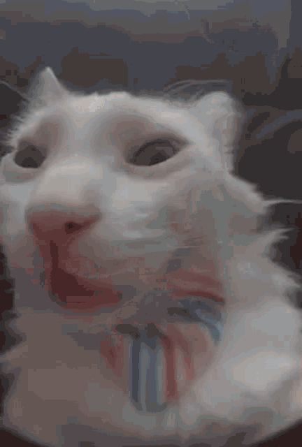 Cat Crazy GIF - Cat Crazy Close GIFs