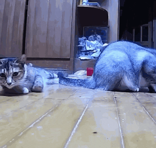 two cats are laying on a wooden floor in front of a shelf