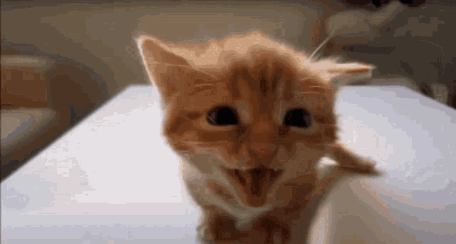 a kitten is sitting on a table with its mouth wide open