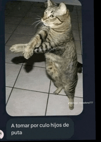a picture of a cat standing on its hind legs with a caption that says a tomar por culo hijos de puta