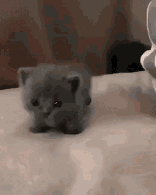 Kitten Small GIF - Kitten Small Smol GIFs