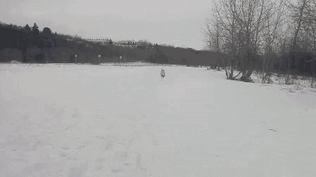 a dog is running through the snow in a field with trees in the background .