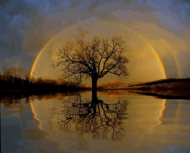 a tree in the middle of a lake with a rainbow in the sky