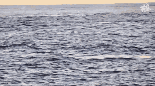 Jumping Whale Splash GIF - Jumping Whale Splash Whale GIFs