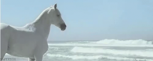 Beach Day GIF - Horse Horses Equine GIFs