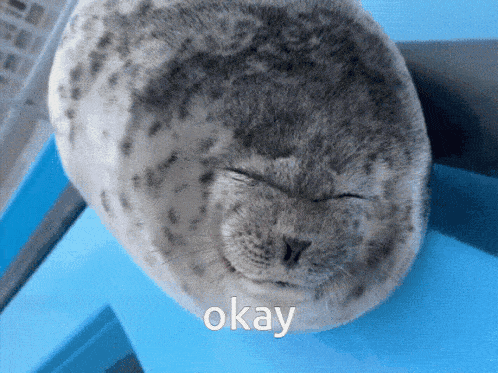 Seal Okay GIF - Seal Okay Silly GIFs