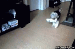 Dog Trot GIF - Dog Trot Excited GIFs