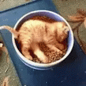 Nom Food GIF - Nom Food Kitten GIFs