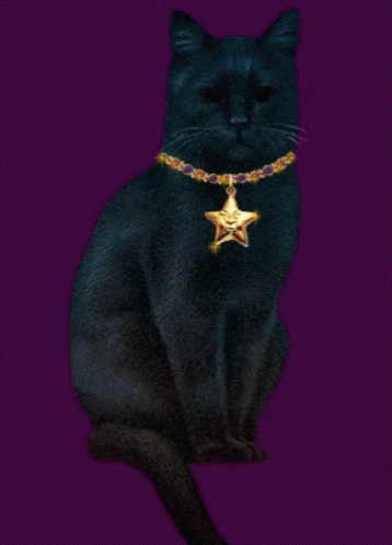 Witch Cats GIF - Witch Cats Black GIFs