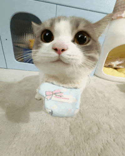 a cat wearing a blue shirt with a bow and a tag that says ' boobawa ' on it