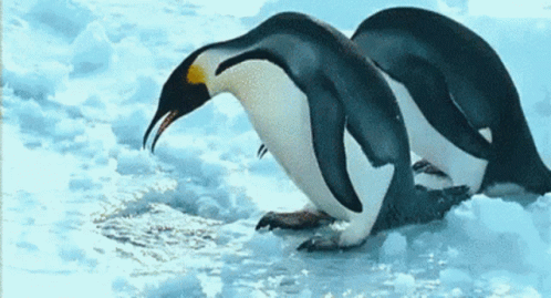 Penguins Funny Animals GIF - Penguins Funny Animals Emperor Penguins GIFs
