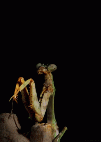 Praying Mantis From Http://Headlikeanorange.Tumblr.Com/ GIF - Praying Mantis Where What GIFs