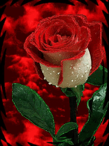 a red and white rose with green leaves and a red background