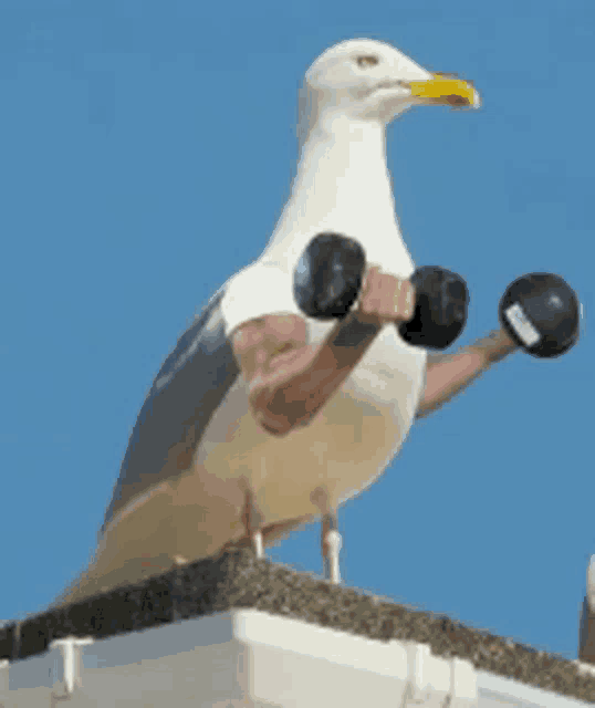a seagull is holding a pair of dumbbells with its arms