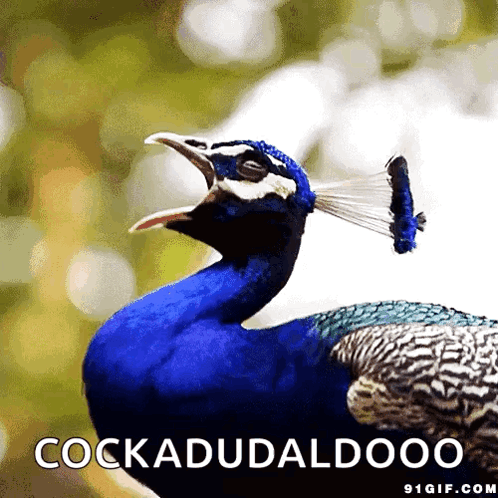 Peacock Scream GIF - Peacock Scream What GIFs