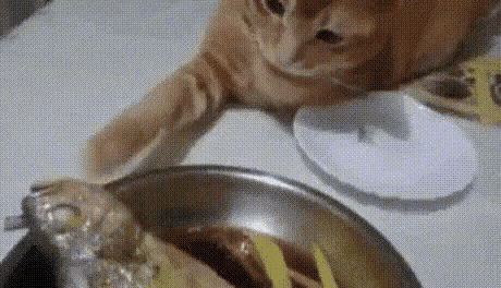Toucha Fish GIF - Toucha Fish Cat GIFs
