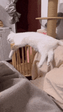 a white cat is sleeping on a bed in front of a cat tree
