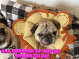 a pug wearing a lion costume with the words " all dressed up and no where to go " below it