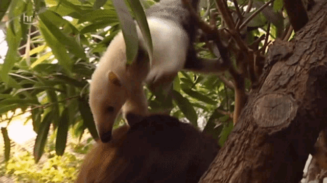 a white bear is standing on top of a tree branch .