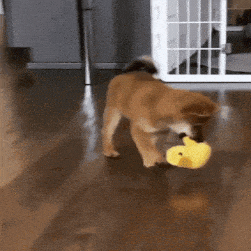 Play Fight GIF - Play Fight Dog GIFs